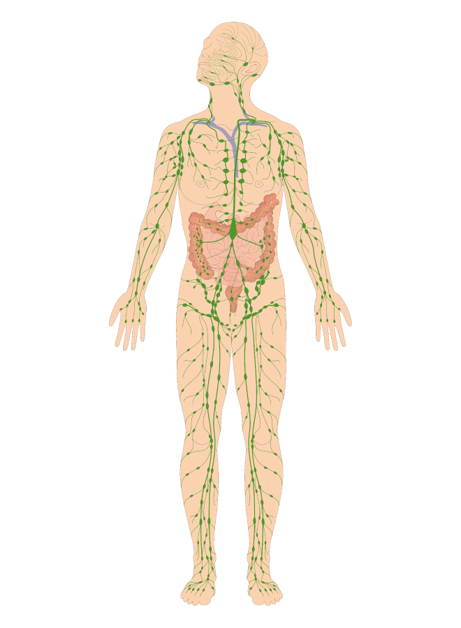 Vera Ködderitzsch Coaching | Lymphsystem